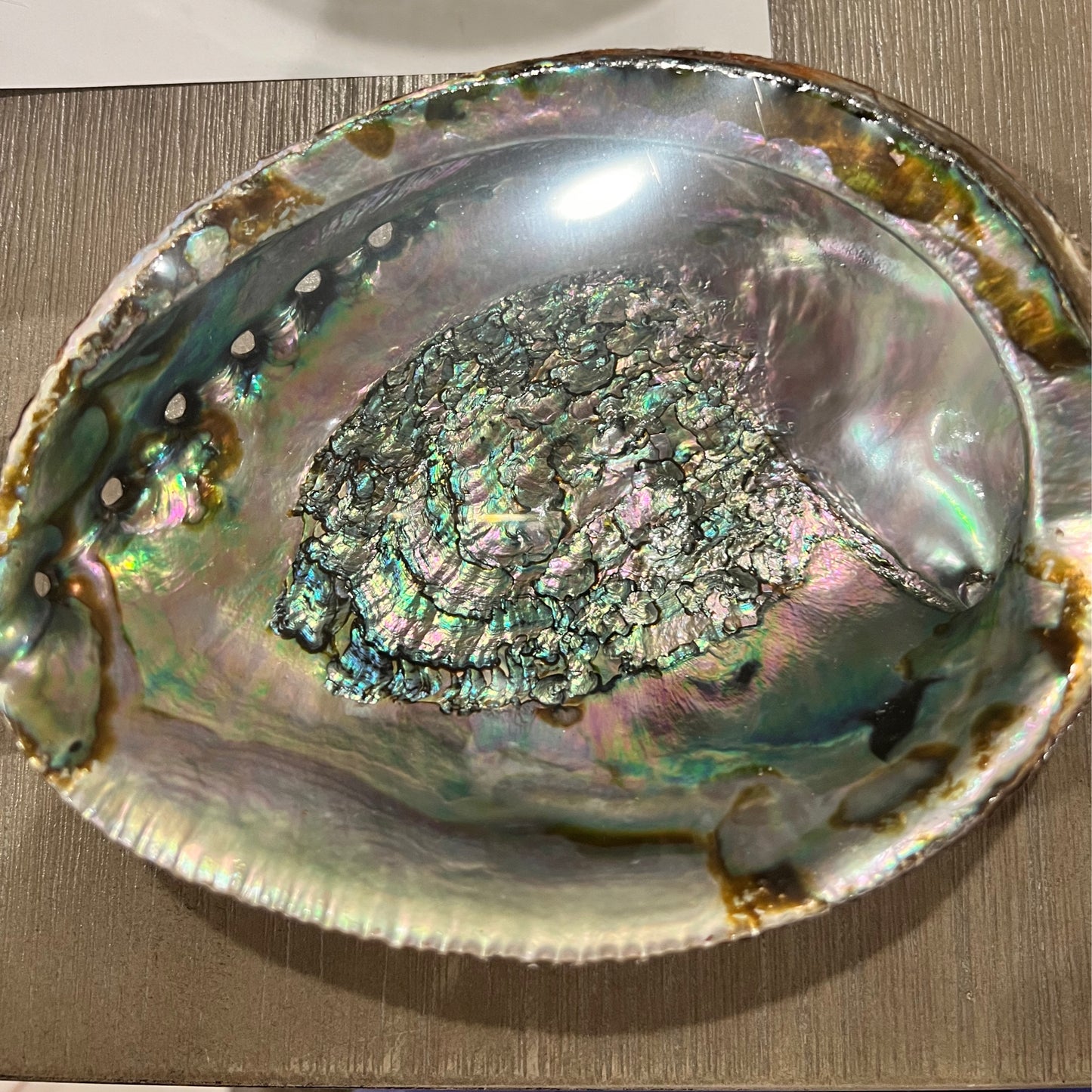 Large Abalone Shell