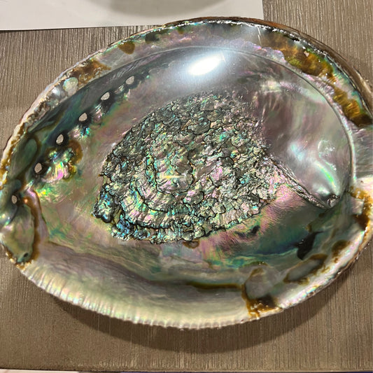Large Abalone Shell