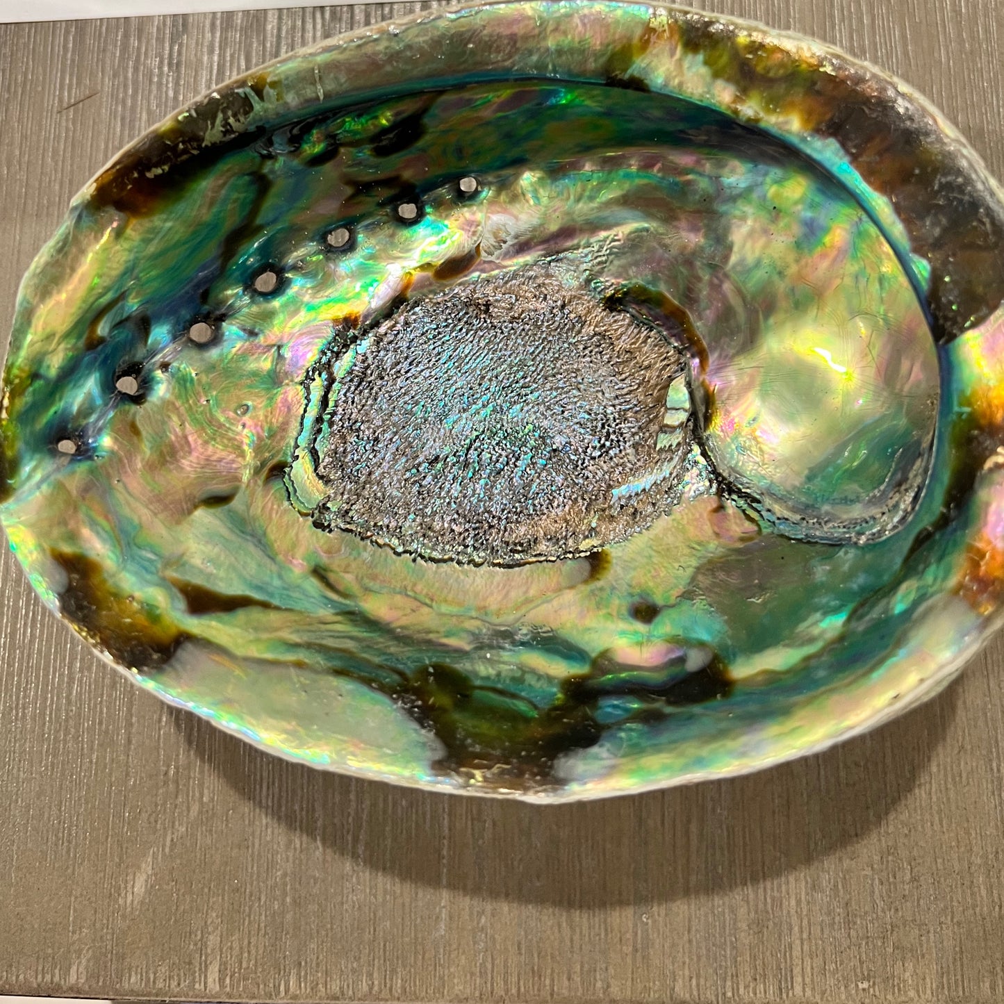 Medium Abalone Shell